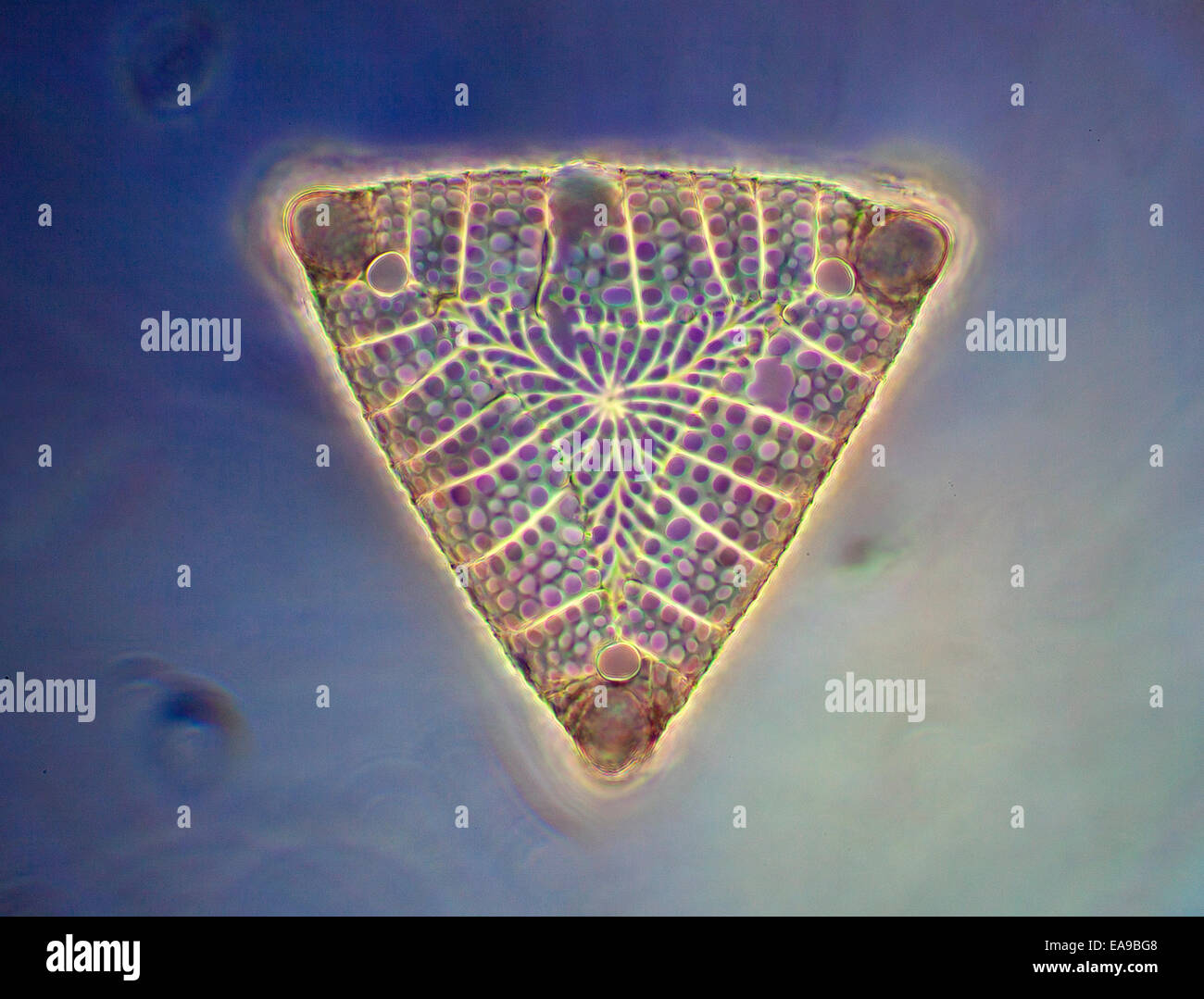 Photomicrographie de diatomées, Entogonia formosa, la Barbade Banque D'Images