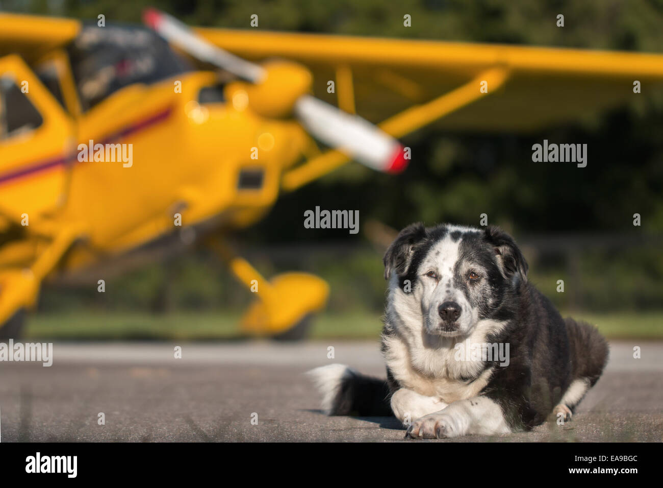 Mélange de Border Collie breed dog couché sur la piste en face de jaune avion avec hélice et détendue à l'aile sage savoir ca Banque D'Images