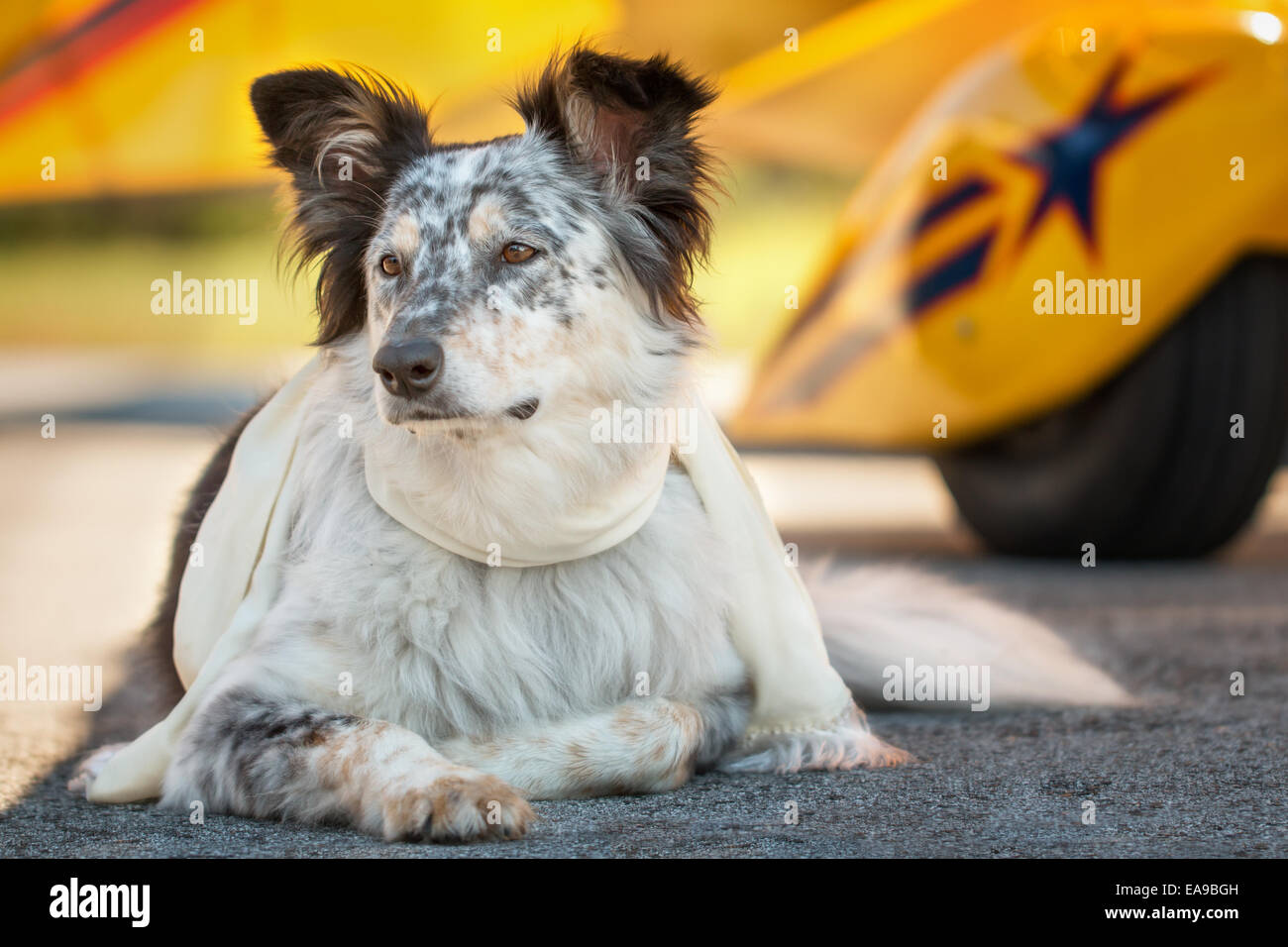 Border Collie berger australien chien mix couché à l'avant de l'avion jaune sur la piste avec l'écharpe à l'écoute d'alerte wa Banque D'Images
