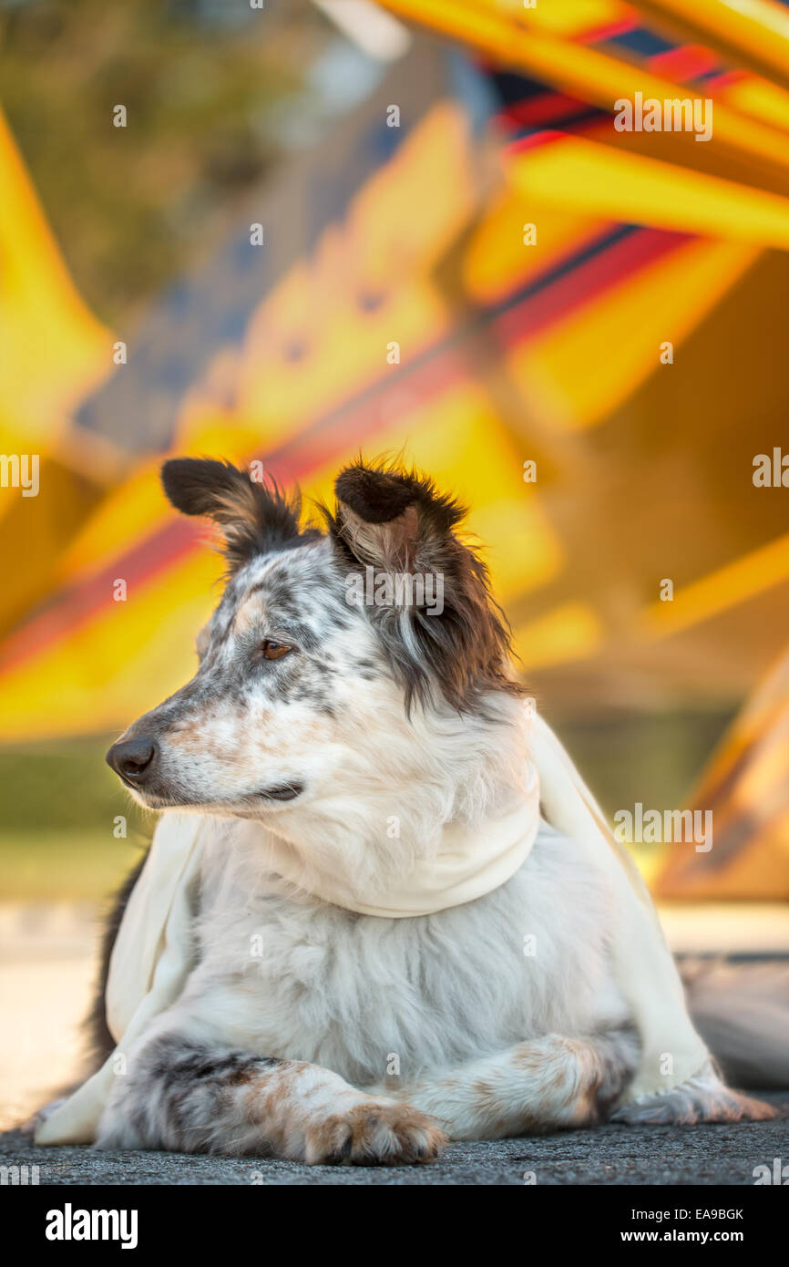 Border Collie berger australien chien mix couché à l'avant de l'avion jaune sur la piste avec l'écharpe à l'écoute d'alerte wa Banque D'Images