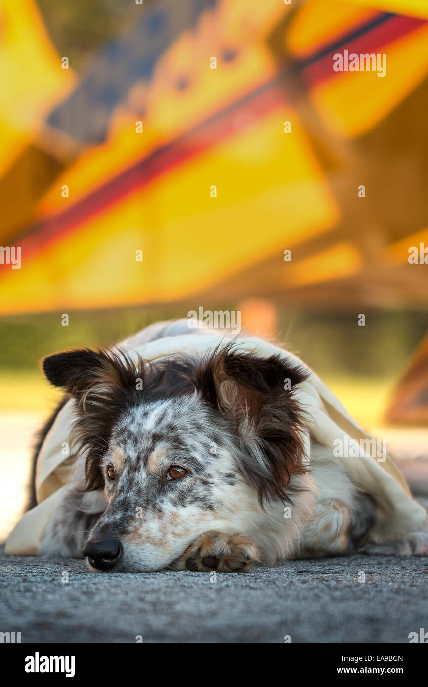 Border Collie berger australien chien mix couché sur la piste en face de l'avion avec les oreilles d'alerte la moitié vêtu de blanc foulard loo Banque D'Images