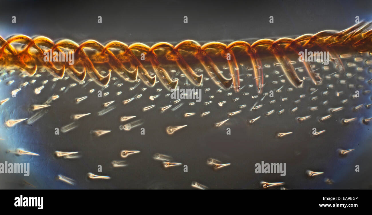 Bourdon à queue Buff montrant l'aile, les structures de crochet darkfield photomicrographie Banque D'Images