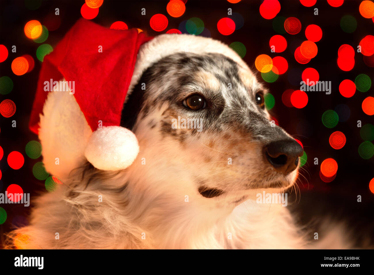Border Collie berger australien chien mix libre wearing santa hat bokeh avec les lumières de Noël en arrière-plan à la sage regal Banque D'Images