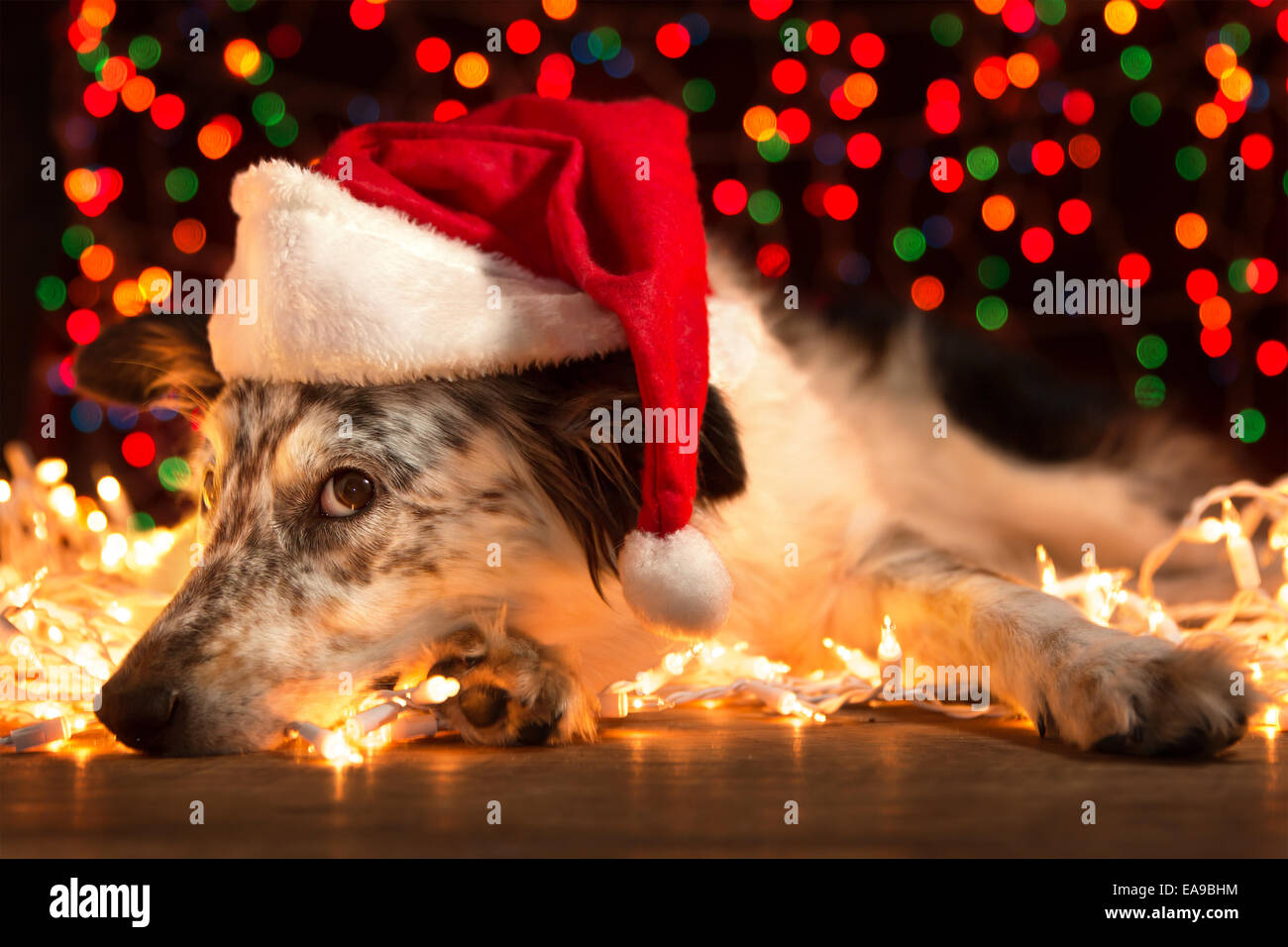 Border Collie berger australien chien couché sur blanc les lumières de Noël avec des lumières scintillantes de flou en arrière-plan Banque D'Images
