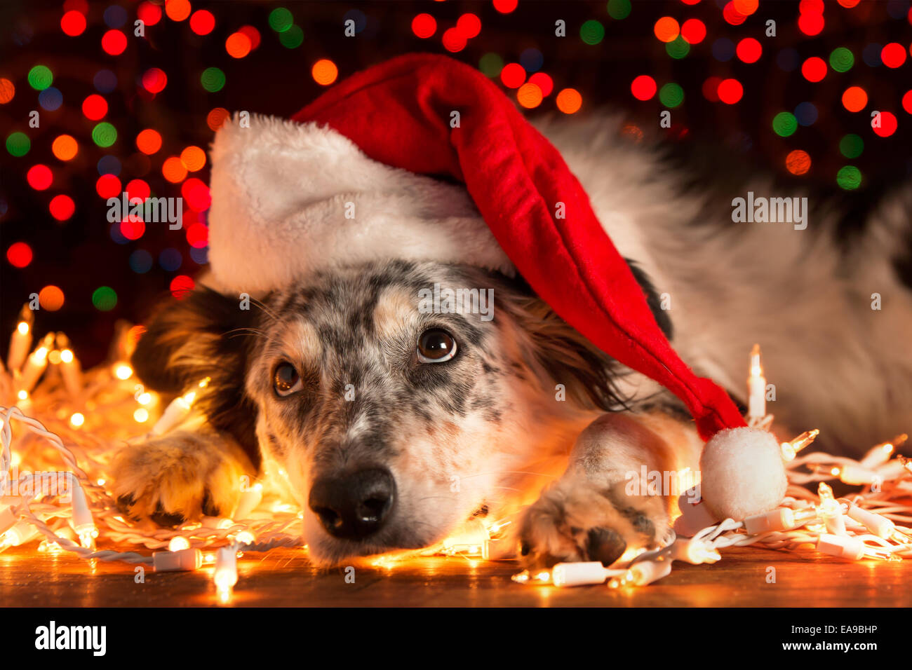 Border Collie berger australien chien couché sur blanc les lumières de Noël avec des lumières scintillantes de flou en arrière-plan Banque D'Images