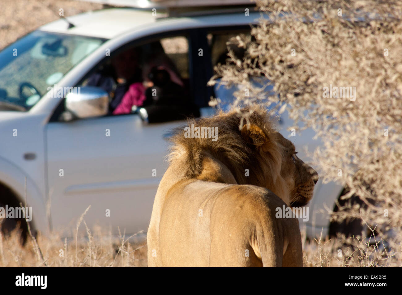 Lion (Panthera leo) sur les plaines ouvertes, parc Kgalagadi Transfontier, Afrique du Sud Banque D'Images