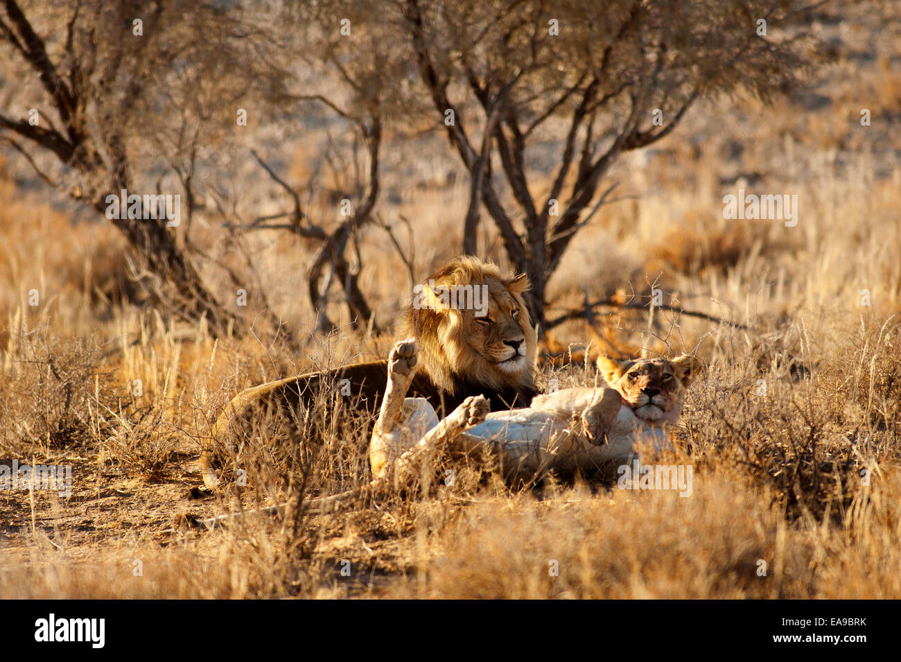Lions (Panthera leo) sur les plaines ouvertes, parc Kgalagadi Transfontier, Afrique du Sud Banque D'Images