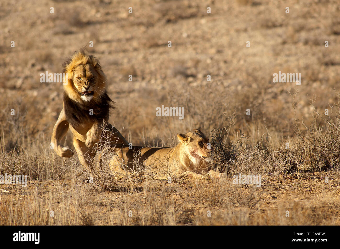 Lions (Panthera leo) se accouplant sur les plaines ouvertes, parc Kgalagadi Transfontier, Afrique du Sud Banque D'Images