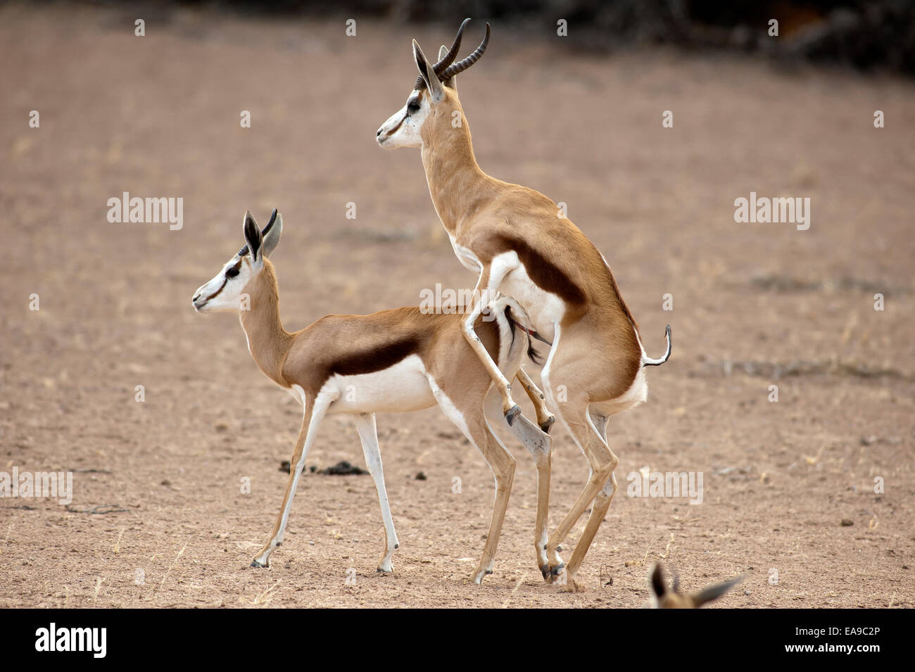 L'imagerie authentique Banque D'Images