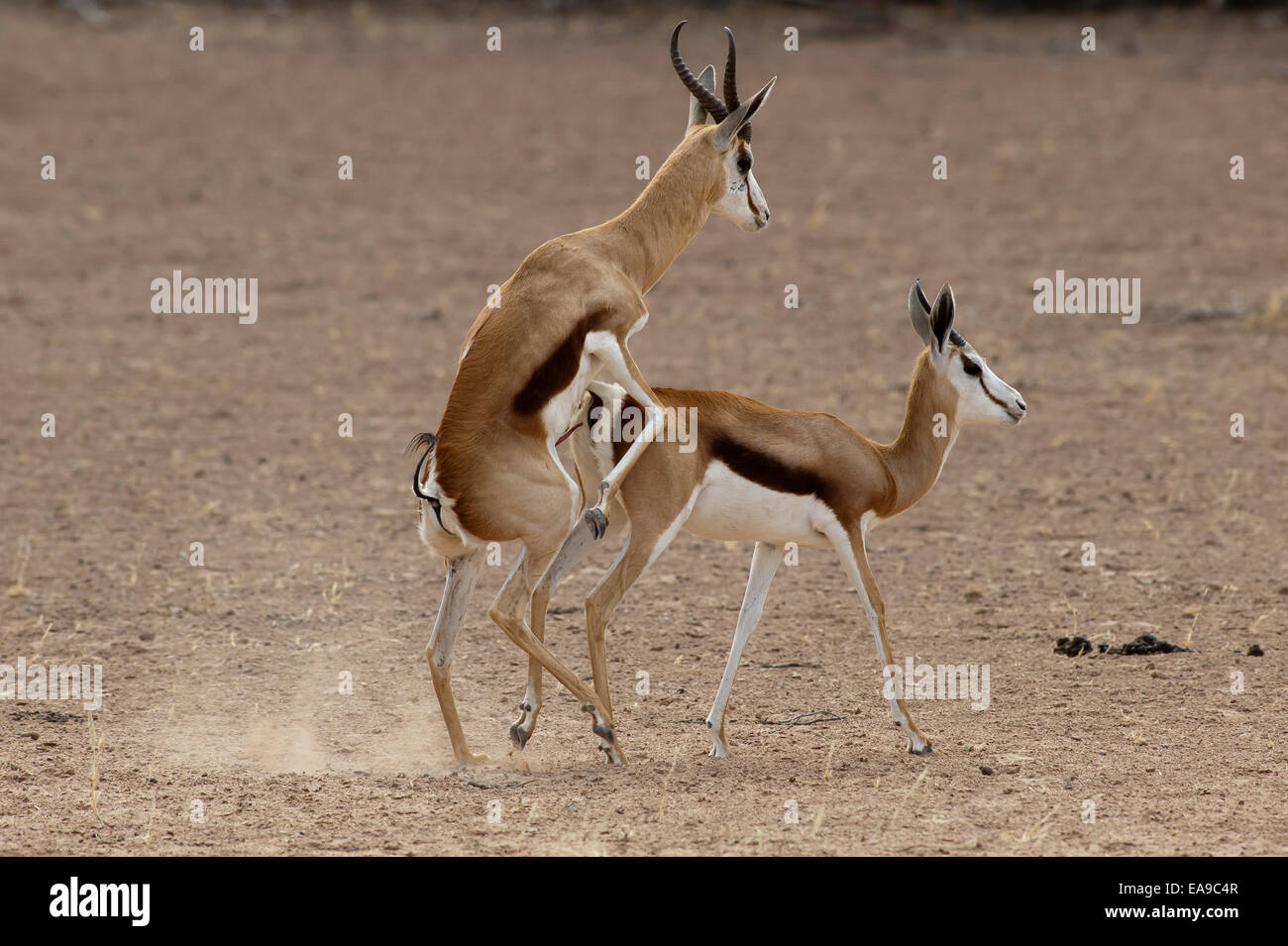 L'imagerie authentique Banque D'Images