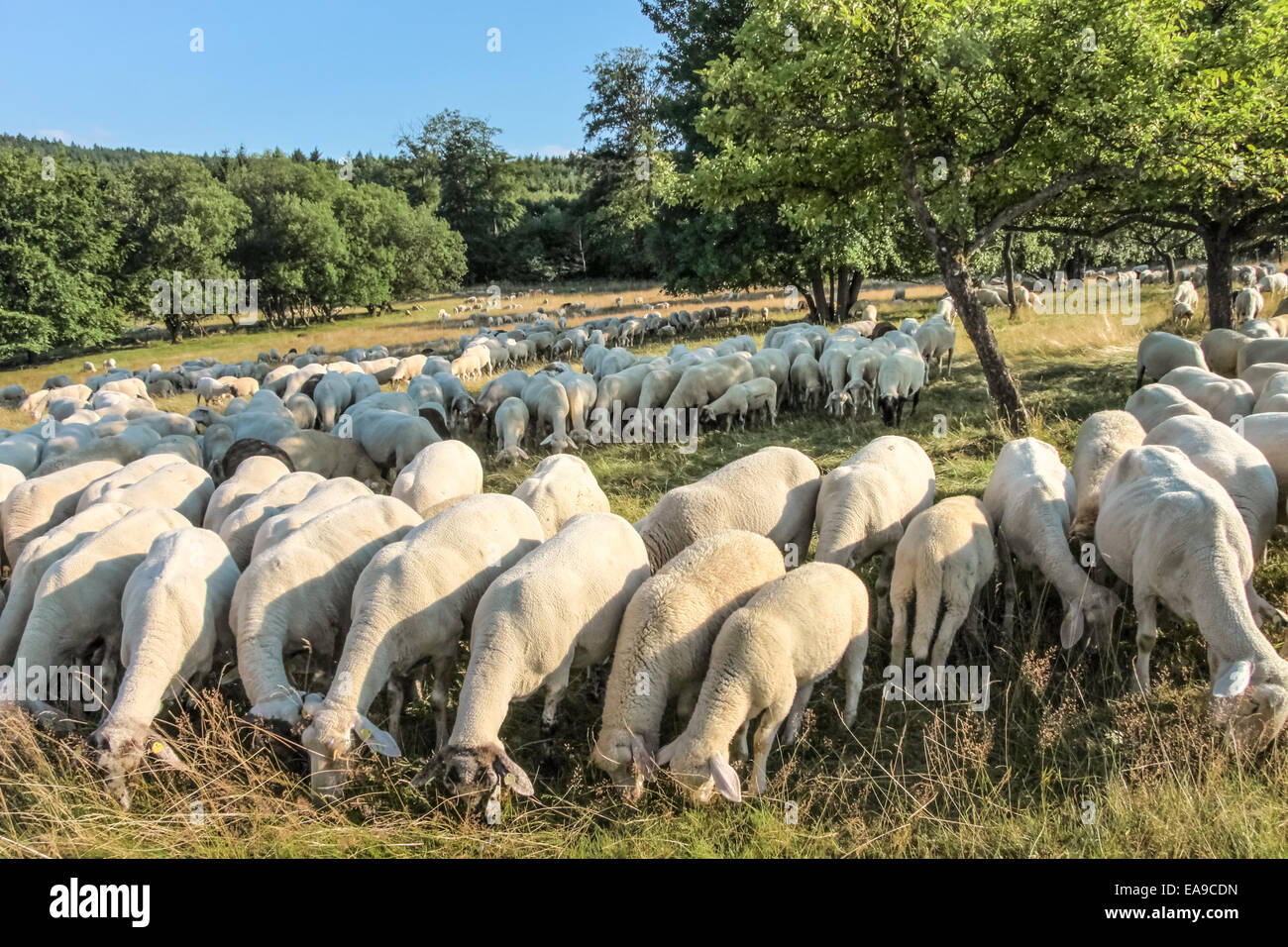 Troupeau de moutons dans le Taunus près de Engenhahn, Hesse, Allemagne Banque D'Images