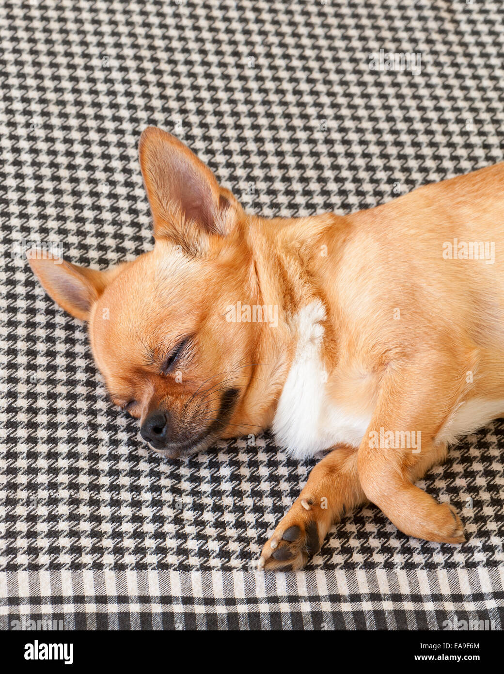 Chihuahua rouge couchage Chien sur Shemagh Motif de fond. Libre. Banque D'Images