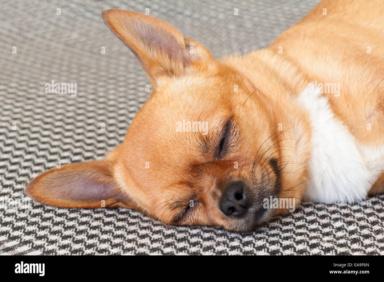 Chihuahua rouge couchage Chien sur Shemagh Motif de fond. Banque D'Images