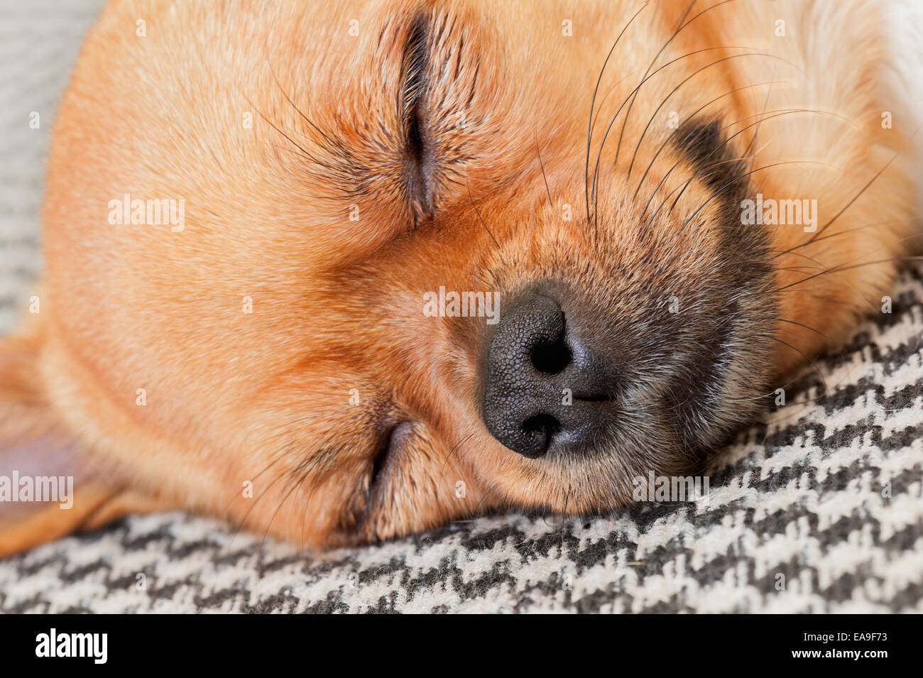 Chihuahua rouge couchage Chien sur Shemagh Motif de fond. Libre. Un plan macro. Banque D'Images