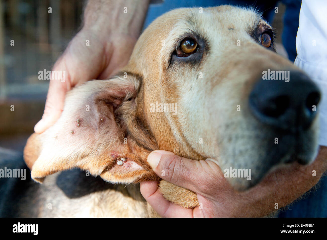 Sérums Summerland - les tiques Ixodes holocyclus (paralysie) sont cultivées à l'intérieur des chiens oreilles Banque D'Images