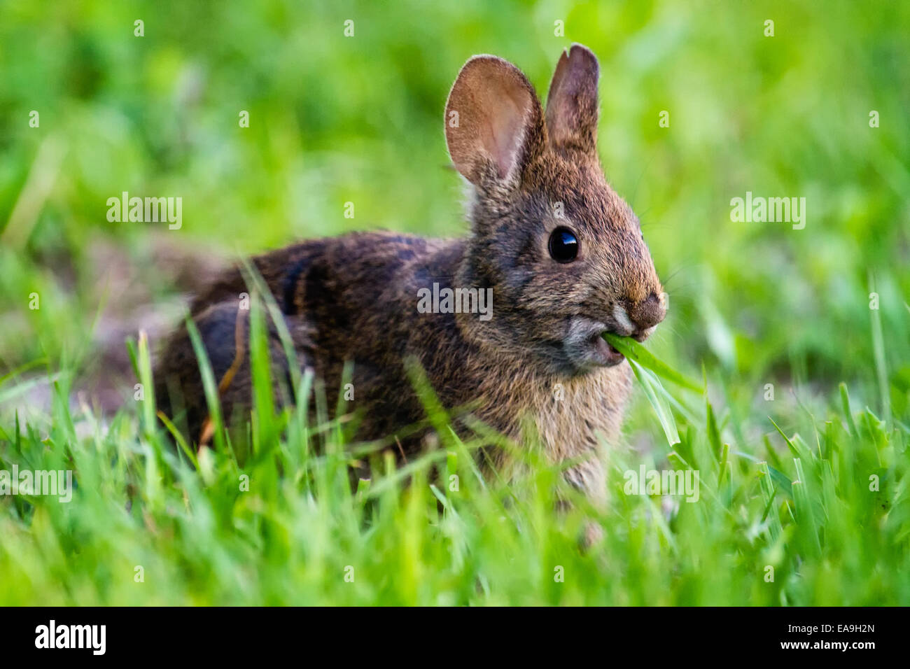 Lapin (Sylvilagus palustris Marsh) mange de l'herbe. Banque D'Images Lapin (Sylvilagus palustris Marsh) mange de l'herbe. Banque D'Images