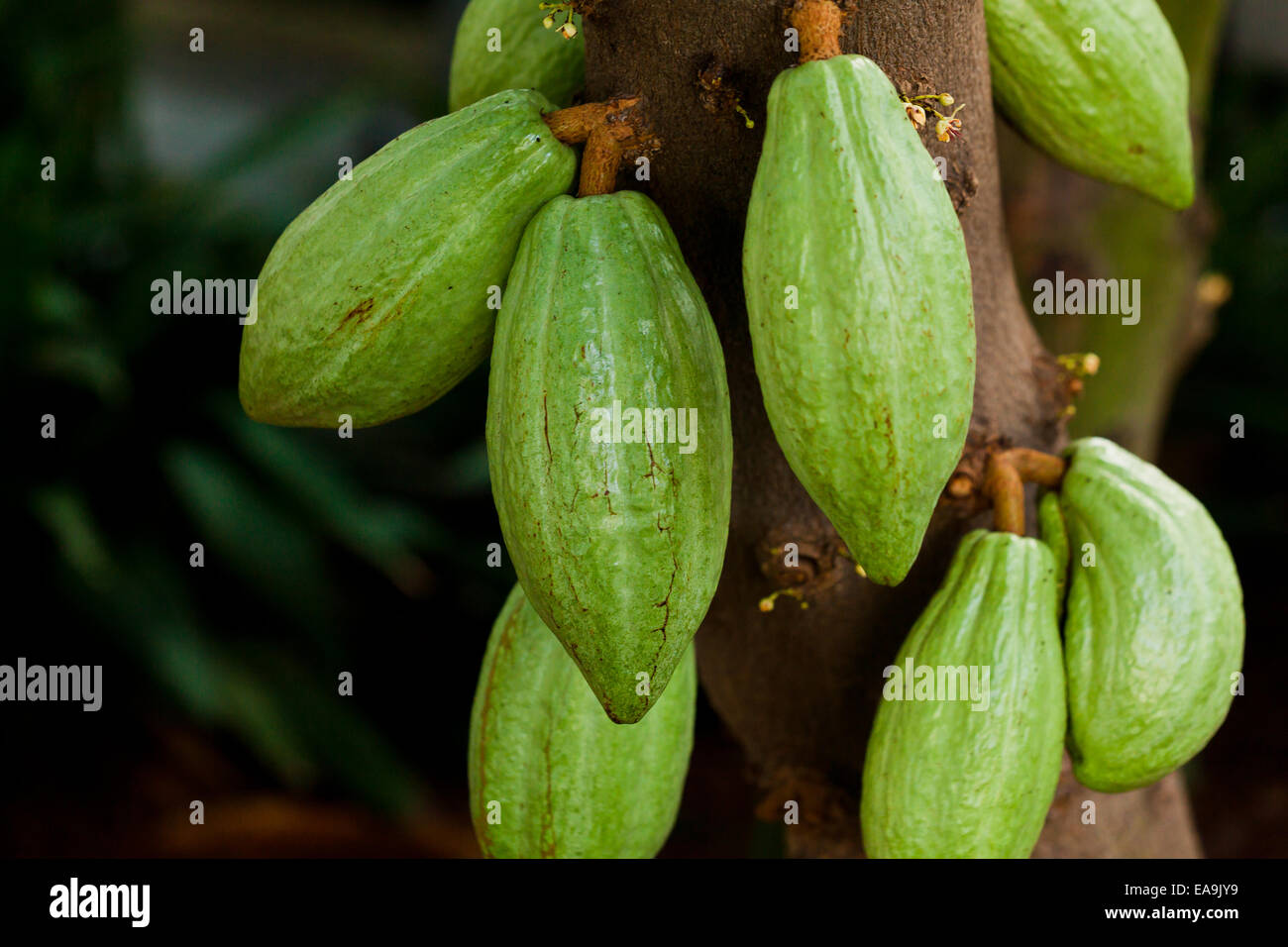 Les cabosses de cacao immature sur arbre (cacao) - USA Banque D'Images