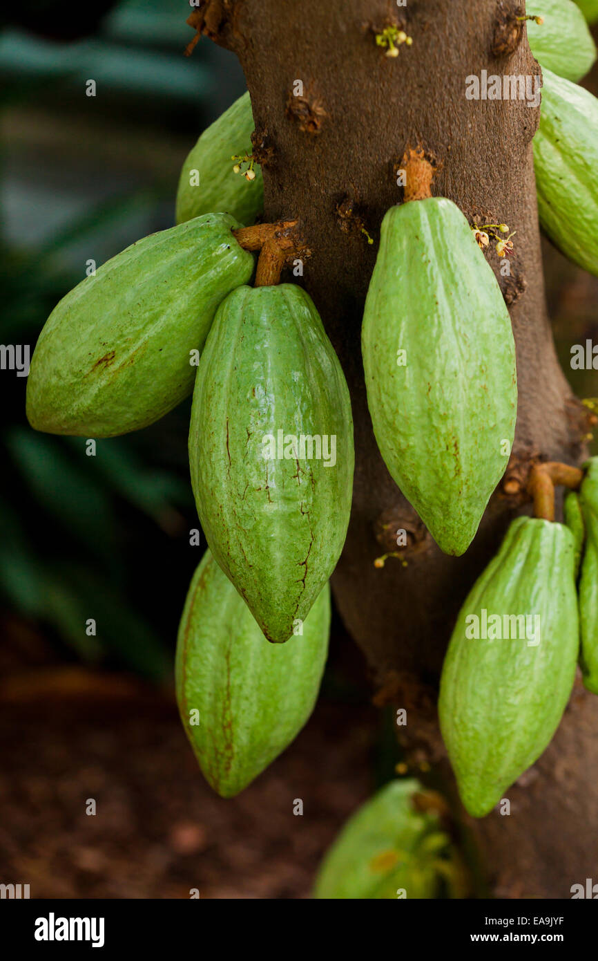 Les cabosses de cacao immature sur arbre (cacao) - USA Banque D'Images