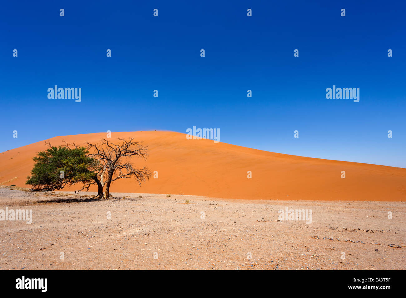Dune 45 en Namibie sossusvlei avec arbre vert, meilleur de paysage Namibie Banque D'Images
