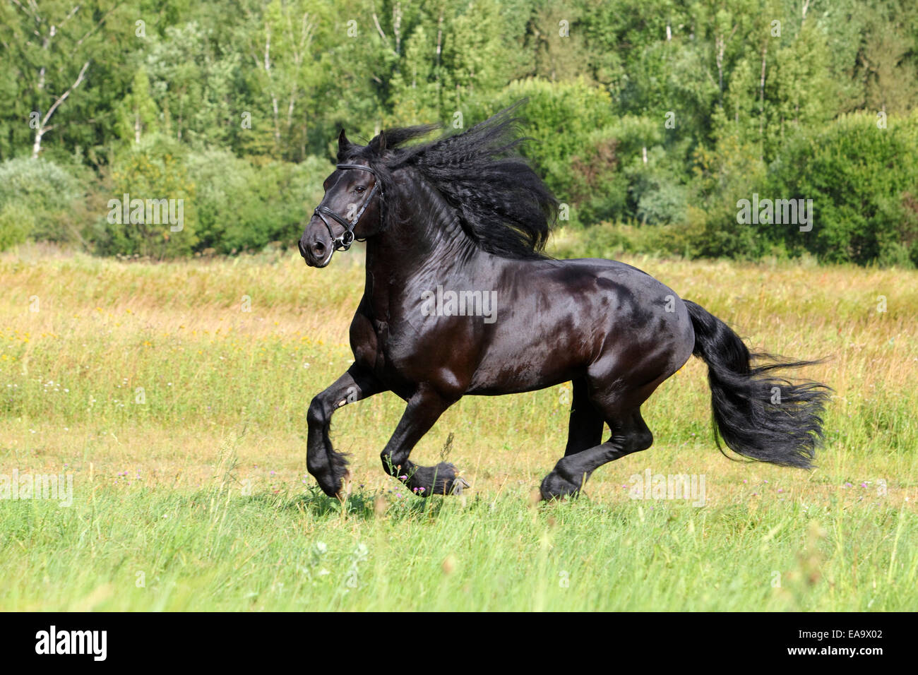 Magnifique cheval frison (Equus ferus caballus). Stallion dans un galop sur un champ en été. Banque D'Images