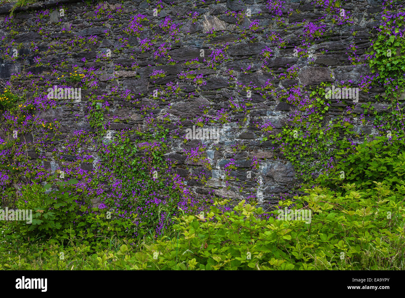 Belles fleurs sauvages sur un ancien mur Banque D'Images