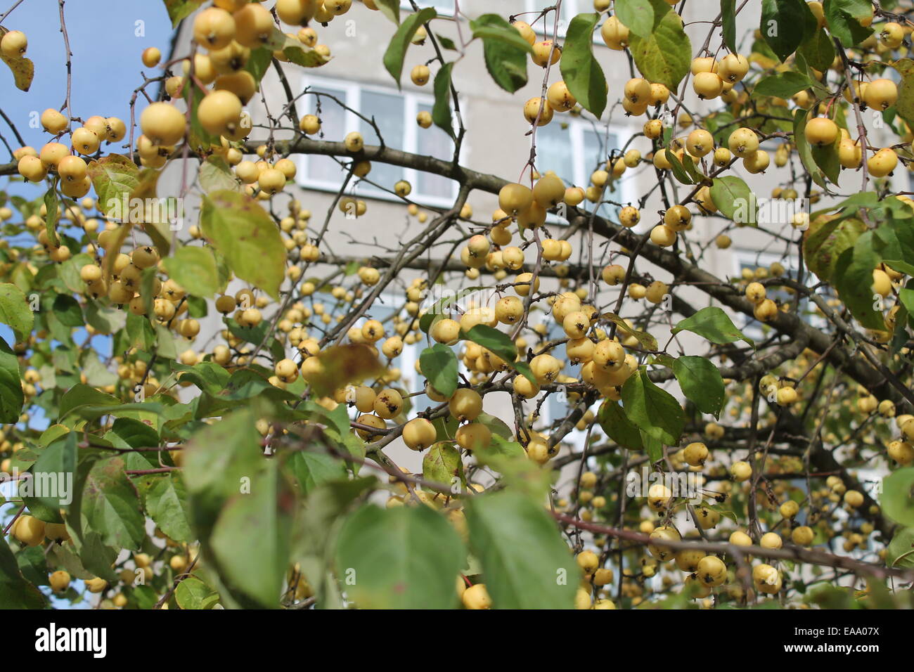 Petites boules jaunes de pommes s