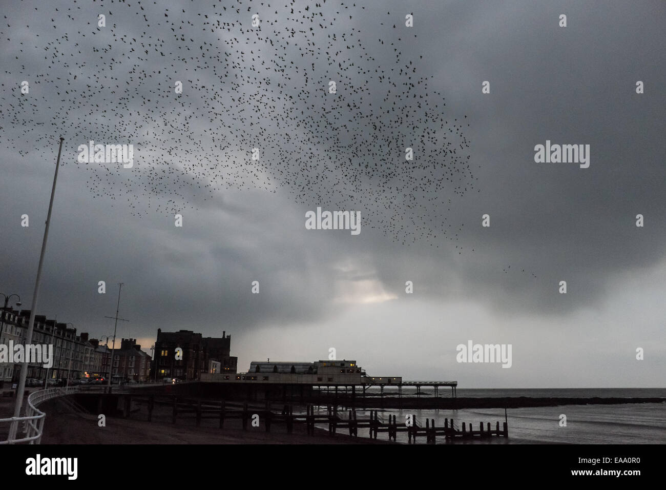 Aberystwyth, Pays de Galles, Royaume-Uni. 10 novembre 2014. Météo britannique, aussi foncé rainclouds planent sur Aberystwyth au crépuscule, les volées d'étourneaux volent dans la nuit pour se percher au-dessous de la ville's pier. Credit : Alan Hale/Alamy Live News Banque D'Images