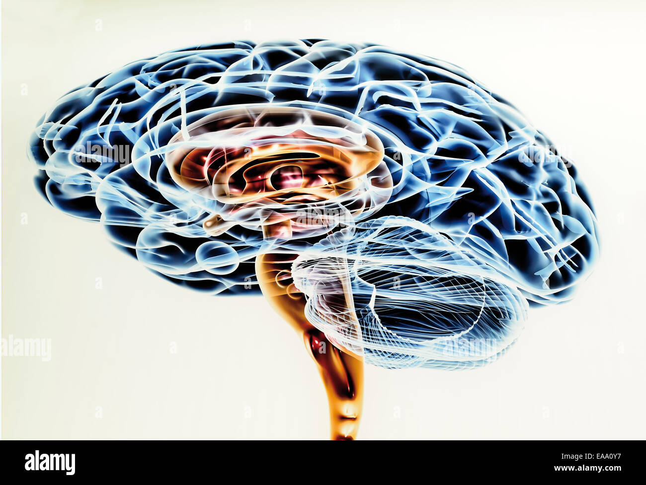 Espagne, Burgos : dessin scientifique du cerveau humain dans le Musée de l'évolution humaine Banque D'Images