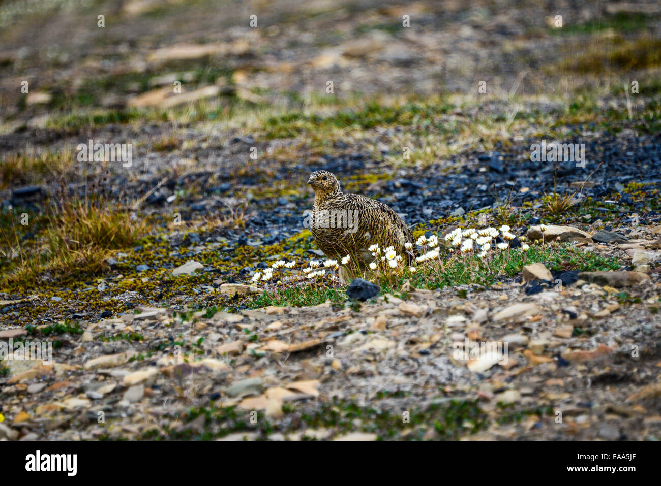 Svalbard, Lagopède alpin Lagopus muta hyperborea, femme Banque D'Images