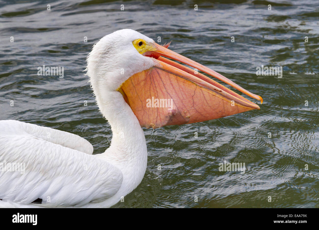 Pélican blanc (Pelecanus erythrorhynchos) avaler un grand crochet. Galveston, Texas, États-Unis. Banque D'Images
