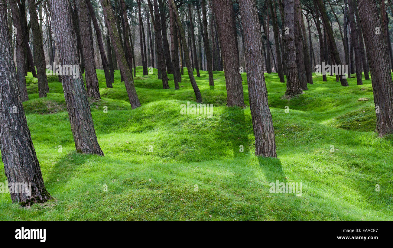 Pins sylvestres croître parmi les engins non explosés sur la crête de Vimy, France Banque D'Images