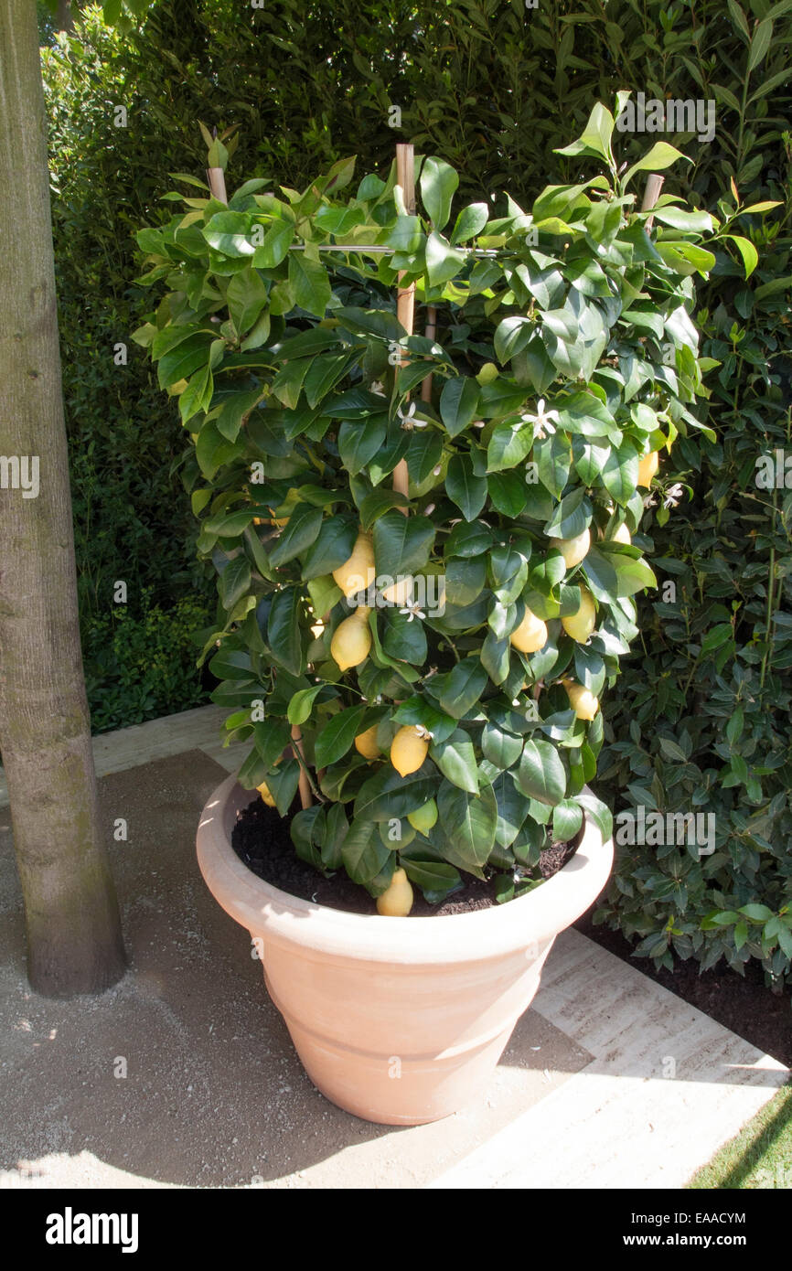 Chelsea Flower Show 2014 Citrus limon soutenu par une canne & string framework croissant dans un grand pot Banque D'Images