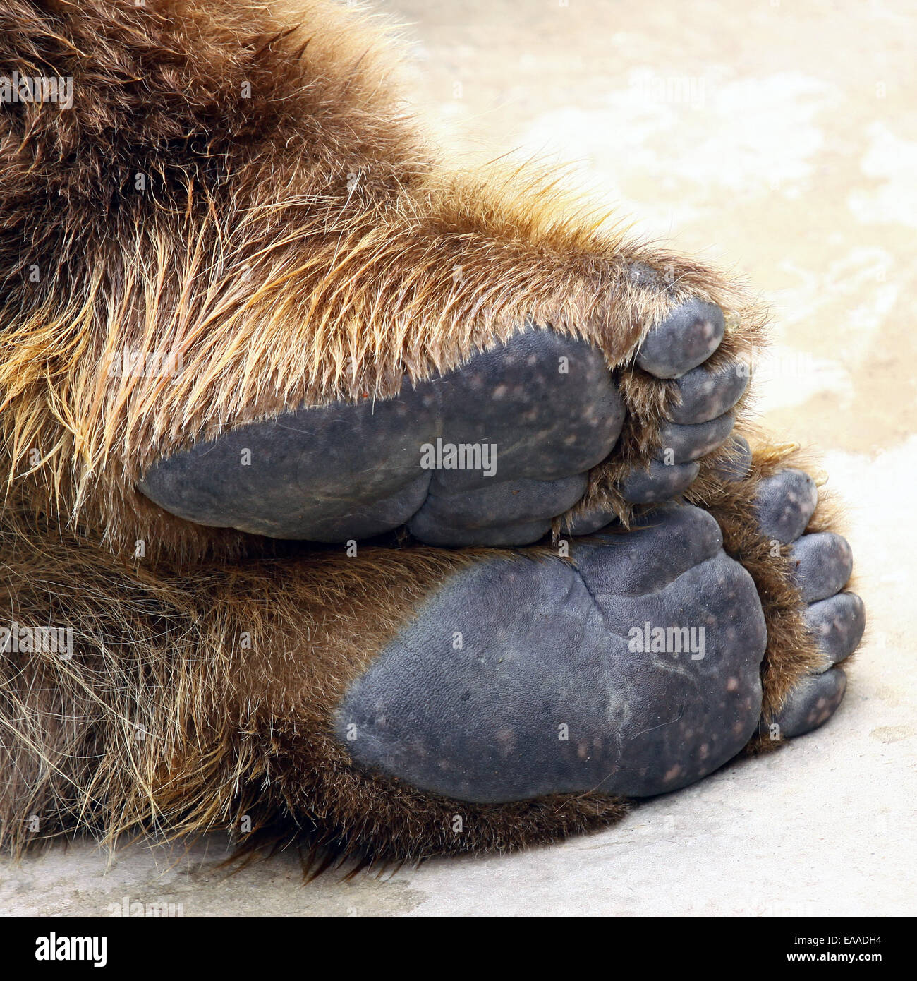 La photo en gros plan sur les pieds de l'ours brun couché Banque D'Images