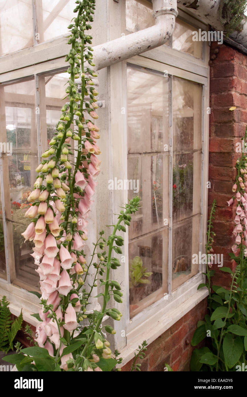 Chelsea Flower Show 2014. Ancien appentis encadrée en bois avec serre Digitalis (digitales) croissant à l'extérieur Banque D'Images