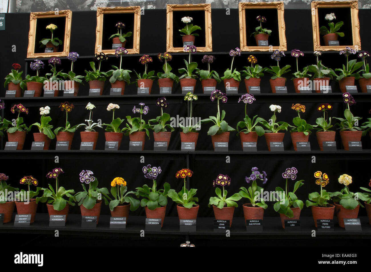 Chelsea Flower Show 2014. Auricula stand Banque D'Images