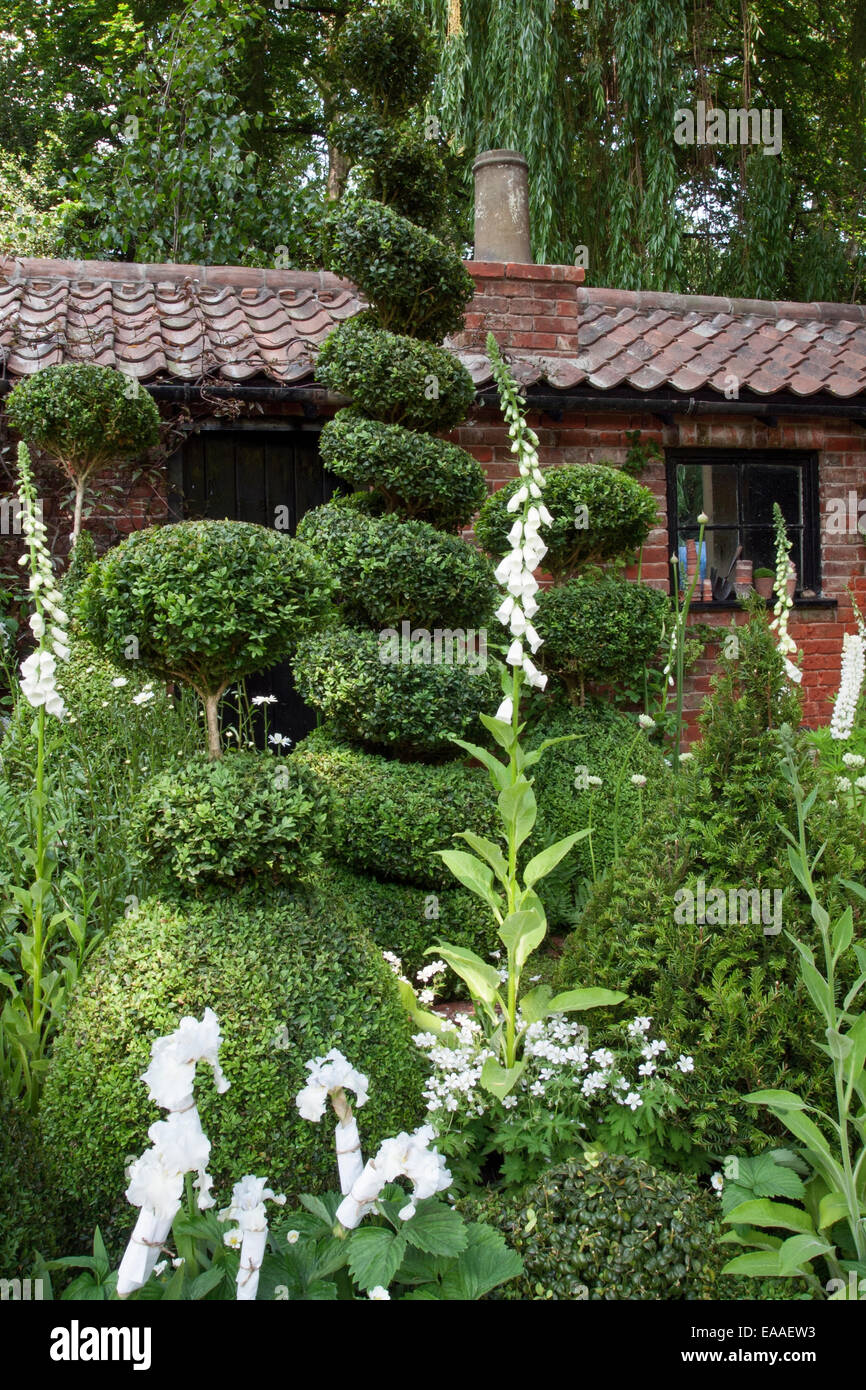 Chelsea Flower Show 2014. Buxus sempervirens (Fort) et topiaires Digitalis (digitales) en face d'un ancien atelier de rempotage Banque D'Images