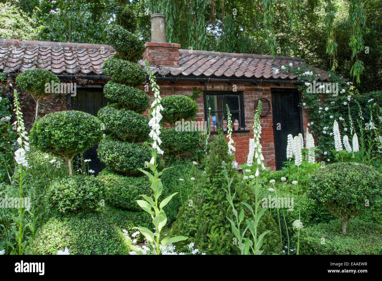 Chelsea Flower Show 2014. Buxus sempervirens (Fort), topiaire Lupinus (lupin) et digitale (digitales) en face d'un vieux pottin Banque D'Images