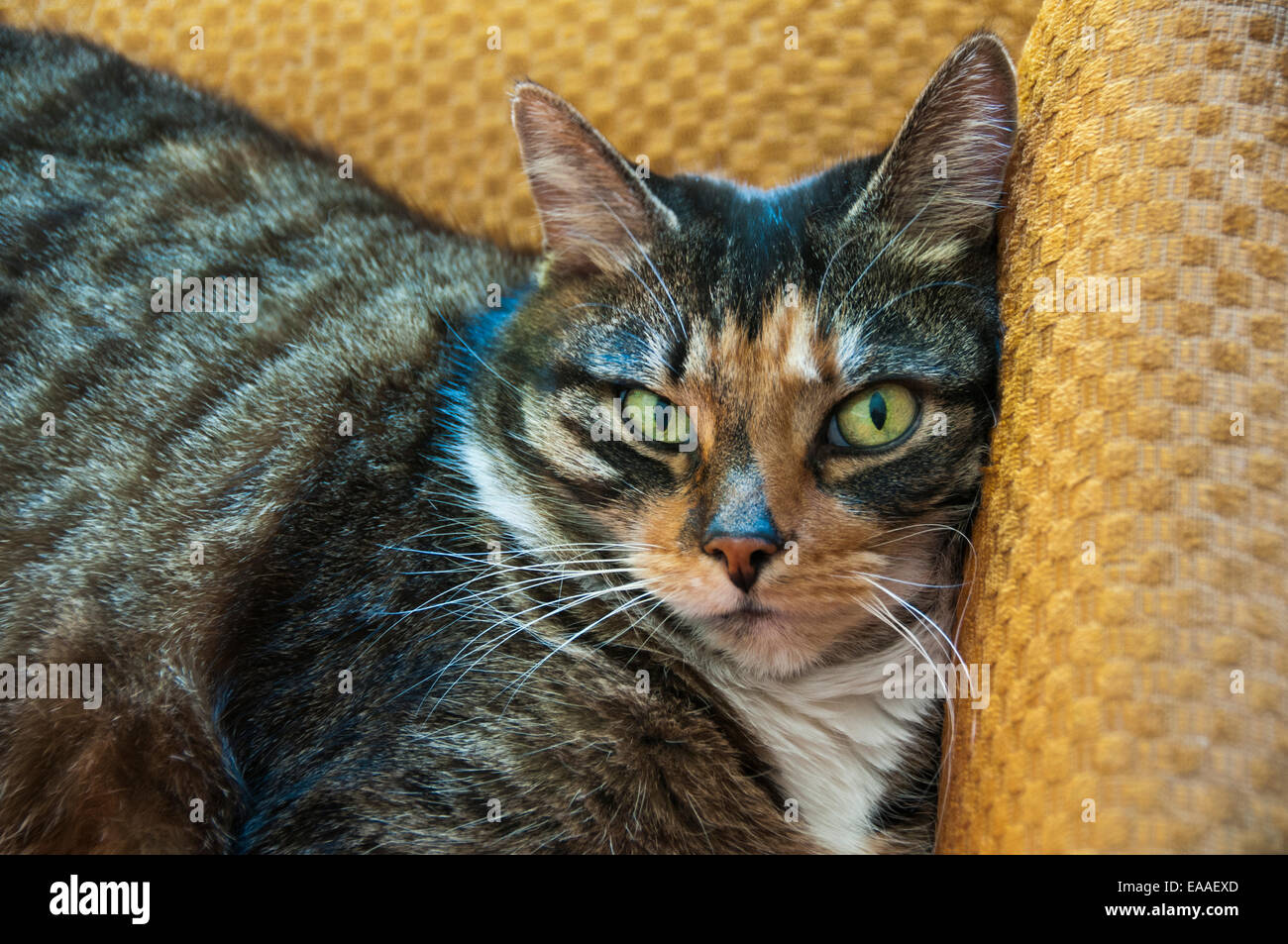 Cat Lit De Chat Humour Confrontation Staring Photo Stock Alamy