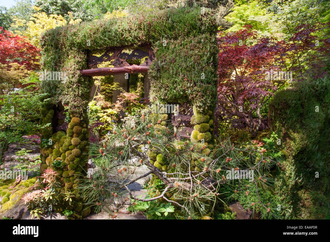 Chelsea Flower Show 2014. Jardin Japonais - marches de pierre avec contremarches de galets, Moss, Pinus (pin) et de l'Acer palmatum 'Atropurpureum Banque D'Images