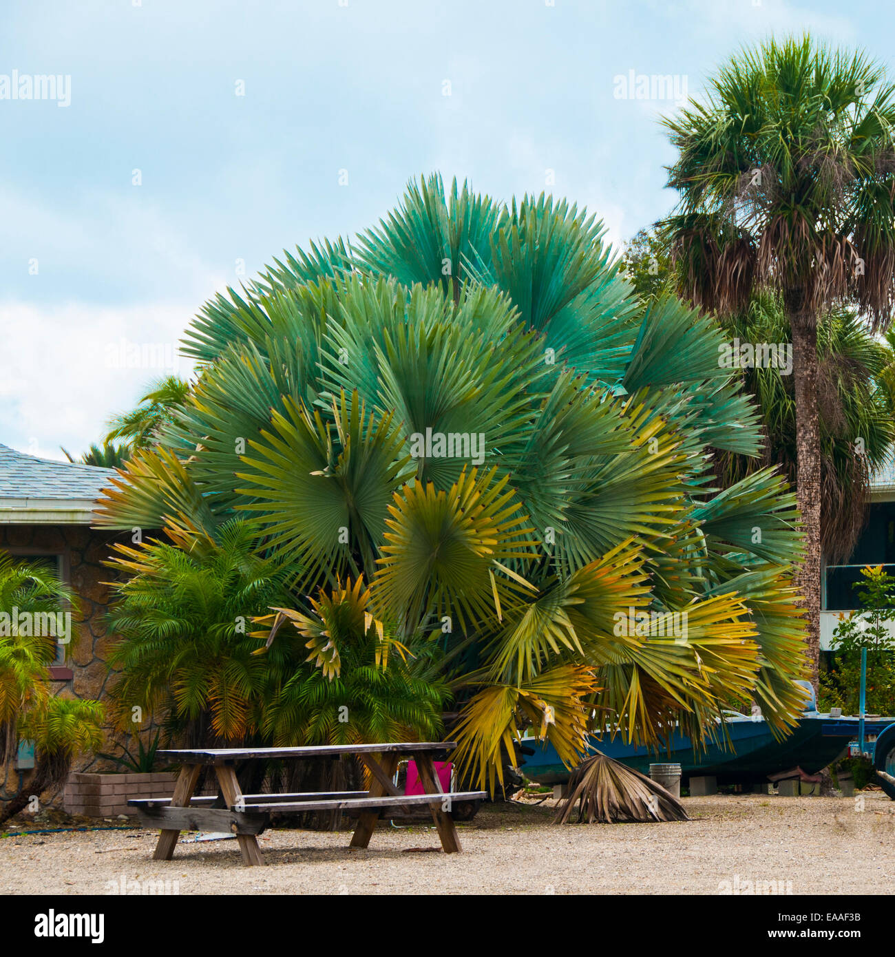 Floride [palmier plage] accueil [Bush] table de pique-nique Banque D'Images