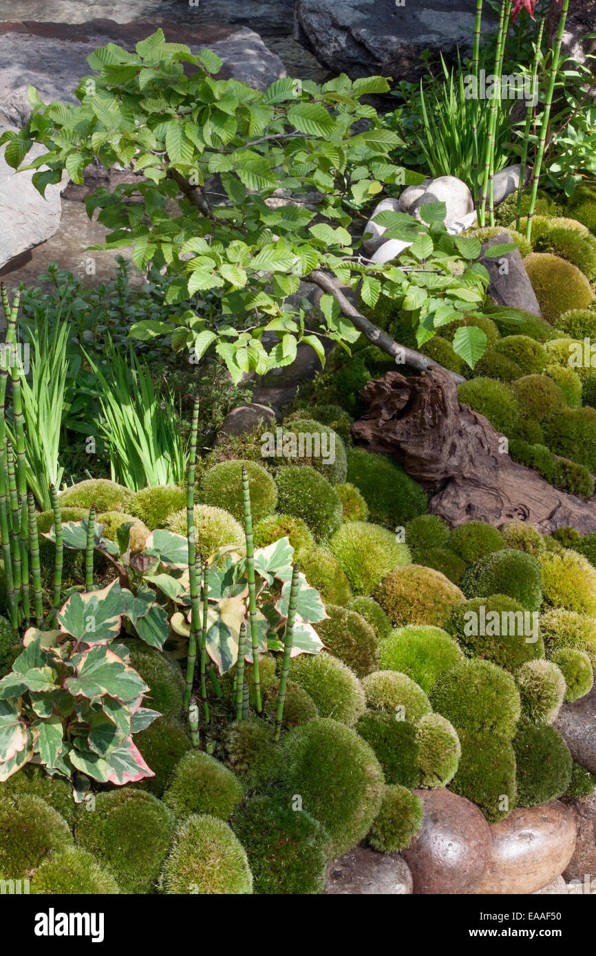 Chelsea Flower Show 2014. Jardin japonais. Détail de sol couvert de mousse plantés d'Equisetum hyemale, Carpinus betulus Banque D'Images