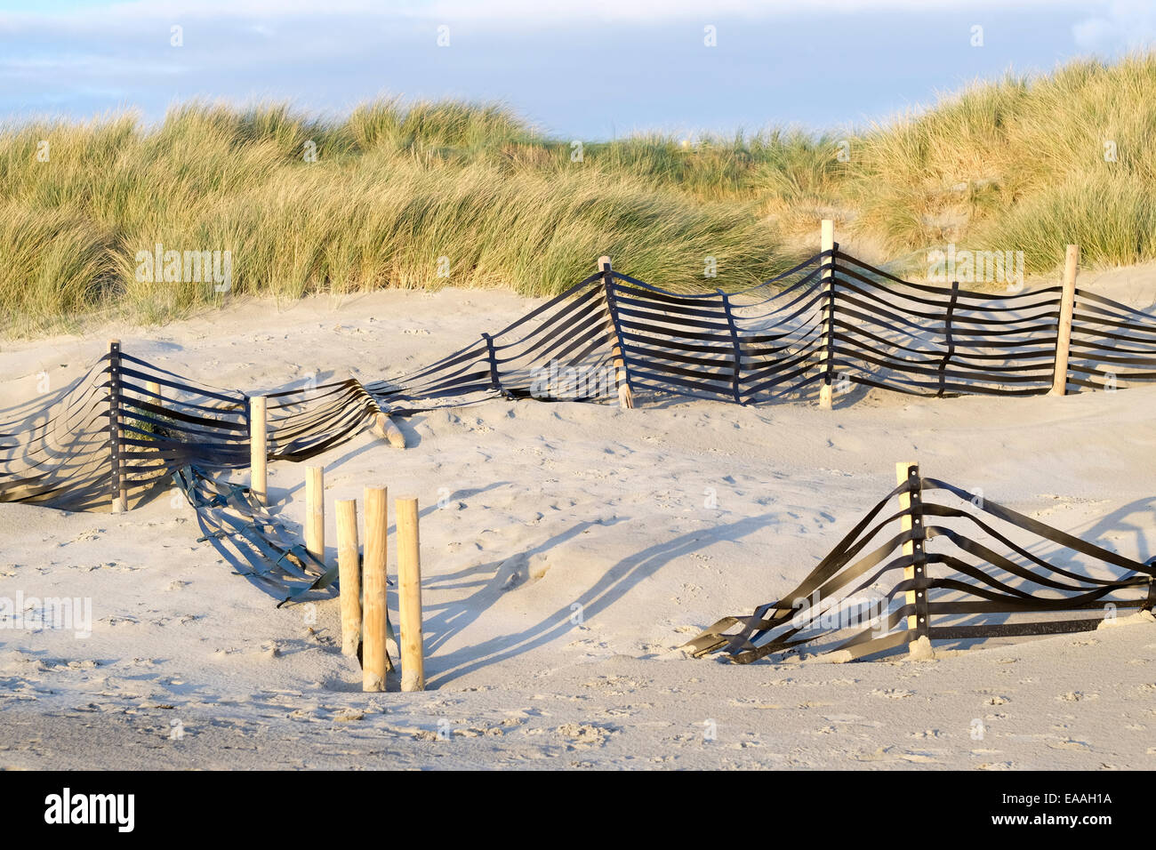 L'Angleterre, dans le Sussex, West Wittering. Clôtures à sable destiné à stabiliser les dunes font partie du système de défense côtière. Banque D'Images