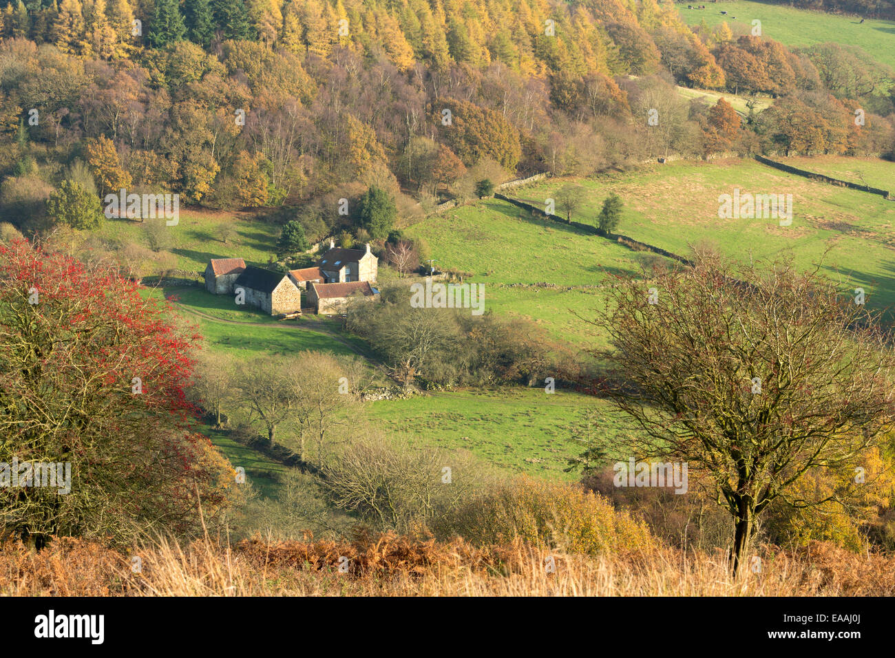 Une ferme isolée à Farndale sur le North Yorkshire Moors en automne. Banque D'Images