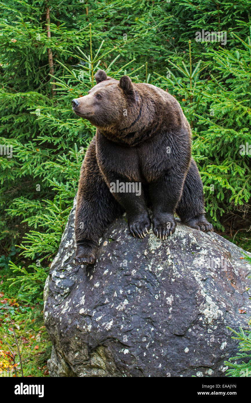 L'ours brun (Ursus arctos arctos) assis sur un rocher dans la forêt de pins Banque D'Images