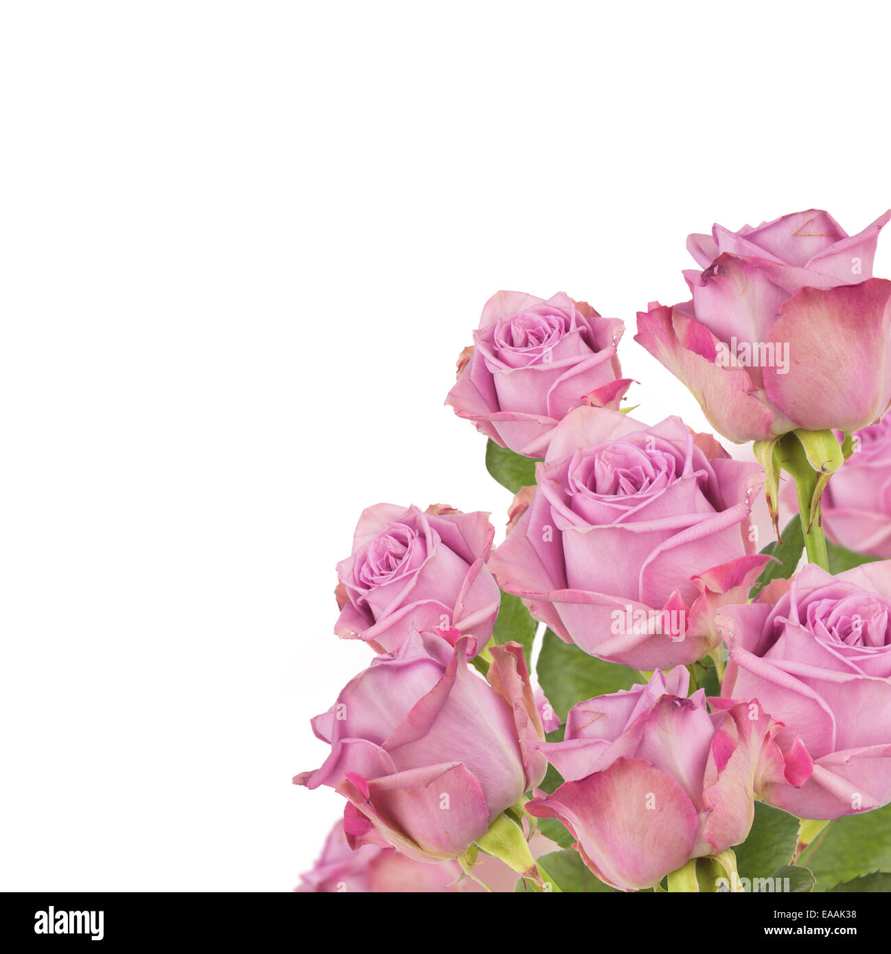 Bouquet de roses isolé sur fond blanc Banque D'Images