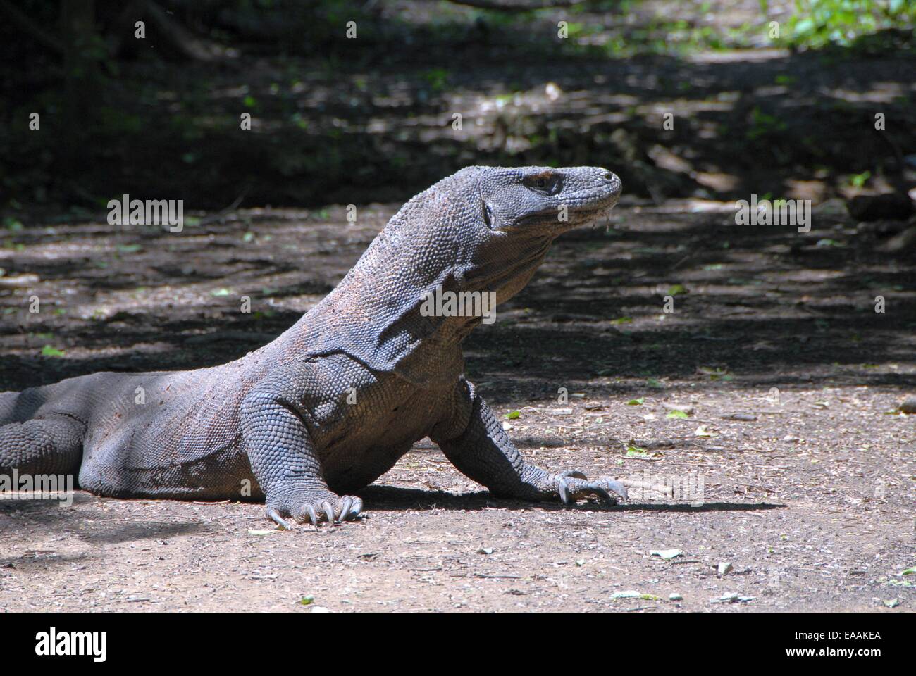 Dragon de Komodo dans son habitat naturel Banque D'Images