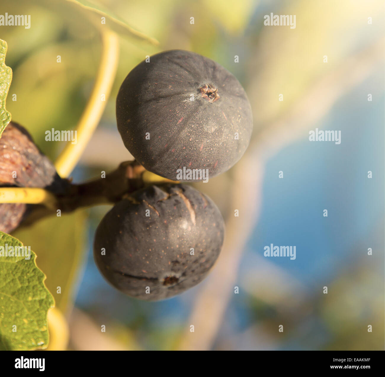 Macro photo de figues sur l'arbre, faible profondeur de champ Banque D'Images