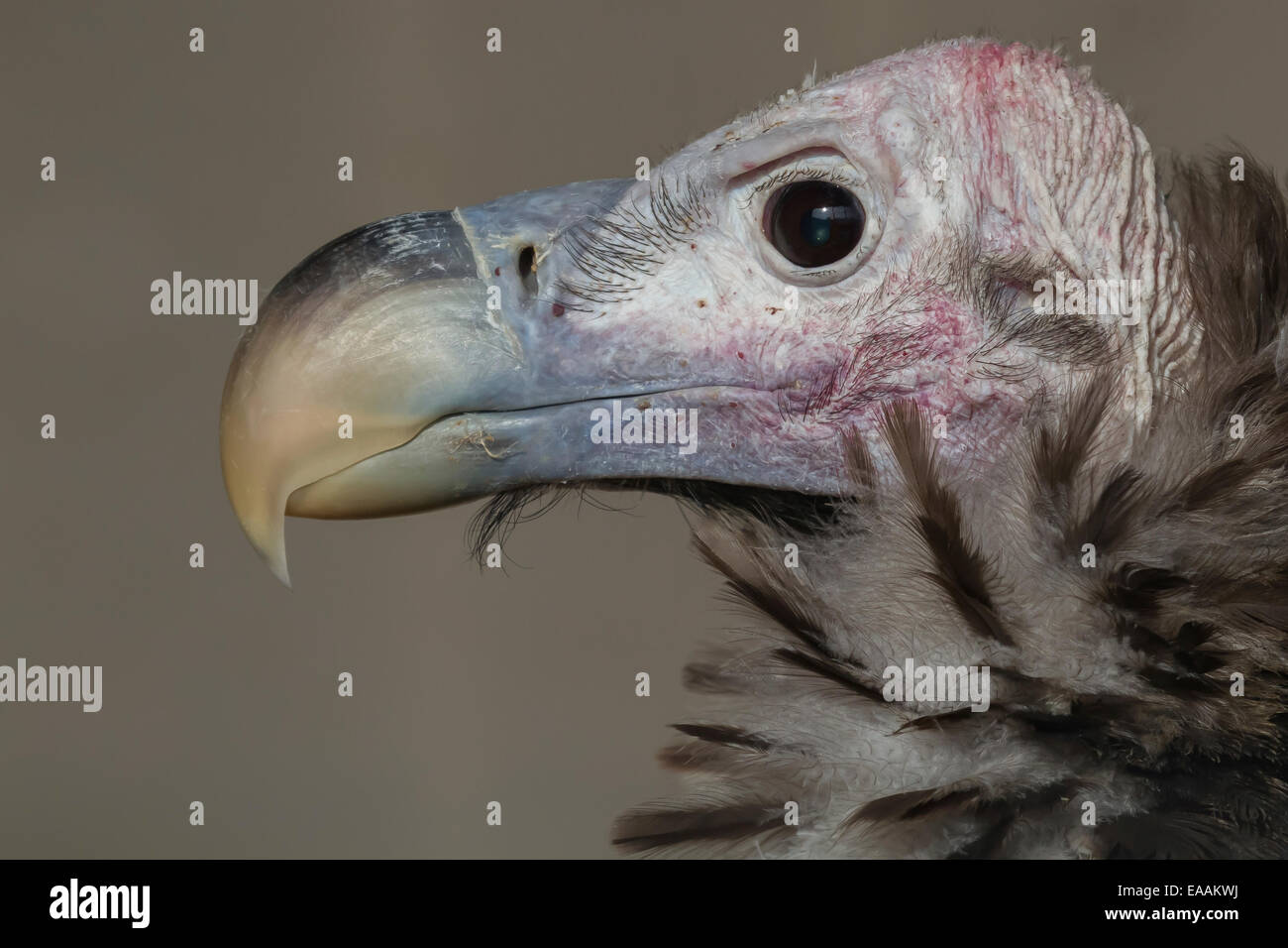 Un close up head photographie d'un vautour Banque D'Images