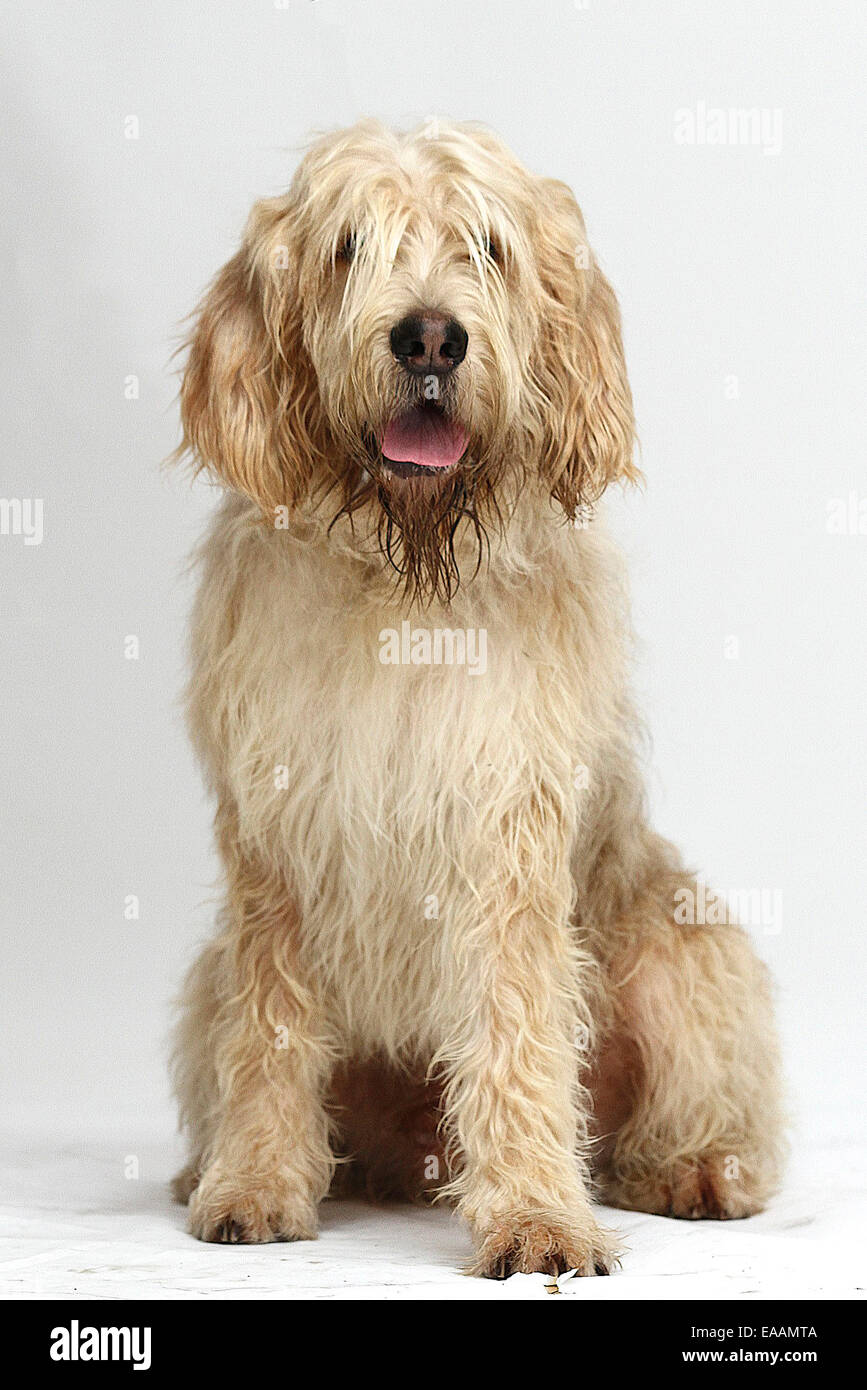 Chien De Loutre Sur Fond Blanc Banque Dimages Photo Stock - 