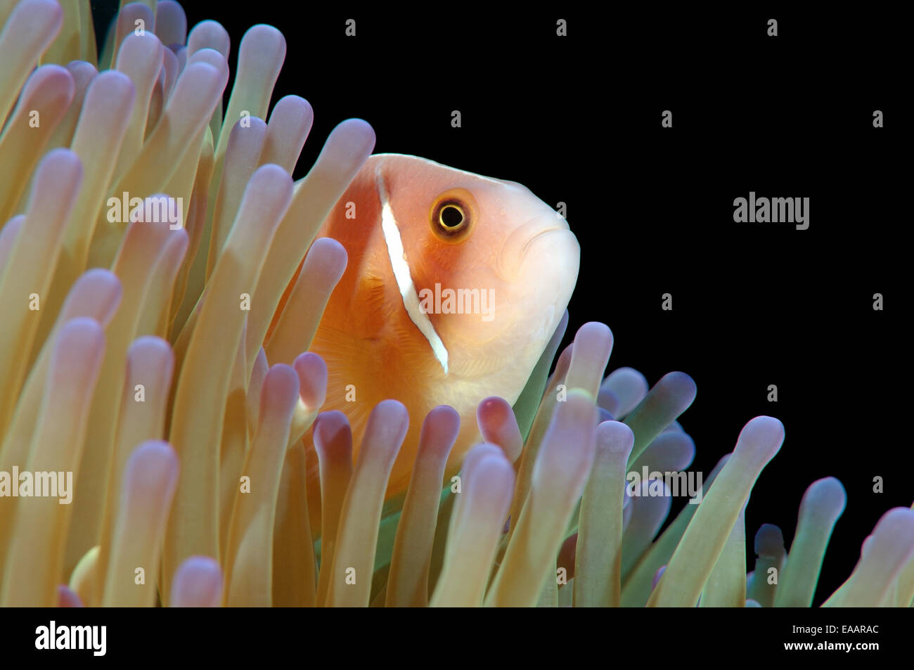 Les poissons clowns ou rose rose poisson clown (Amphiprion perideraion) Mer de Bohol, Cebu, Philippines, en Asie du sud-est Banque D'Images